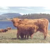 Sale Highlanders – 1000 Piece Jigsaw Puzzle Children's Wooden Puzzles