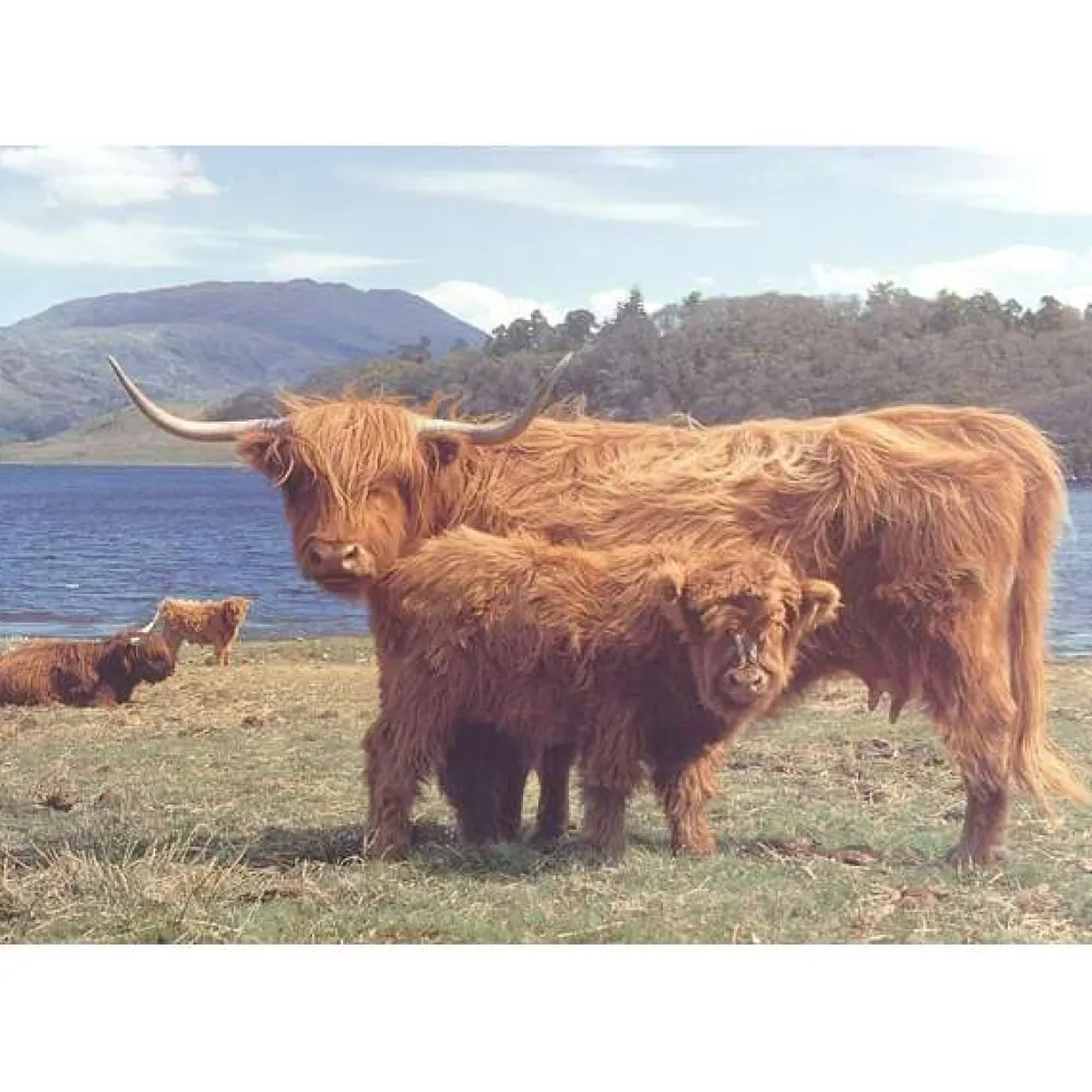 highlanders___piece_jigsa_0.webp Sale Highlanders – 1000 Piece Jigsaw Puzzle Children's Wooden Puzzles